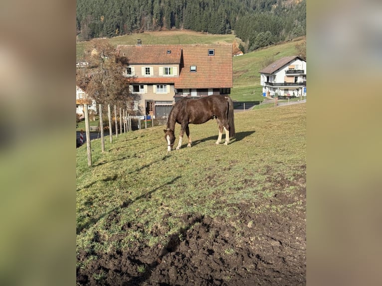 German Riding Horse Gelding 13 years 15 hh Chestnut-Red in BaiersbronnBaiersbronn