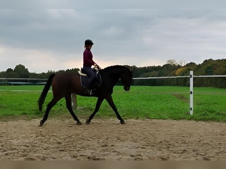 German Riding Horse Gelding 13 years 16.3 hh Bay-Dark in Bottrop