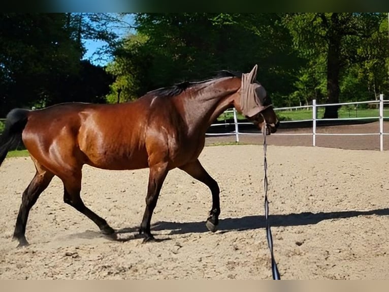 German Riding Horse Gelding 13 years 16.3 hh Bay-Dark in Bottrop