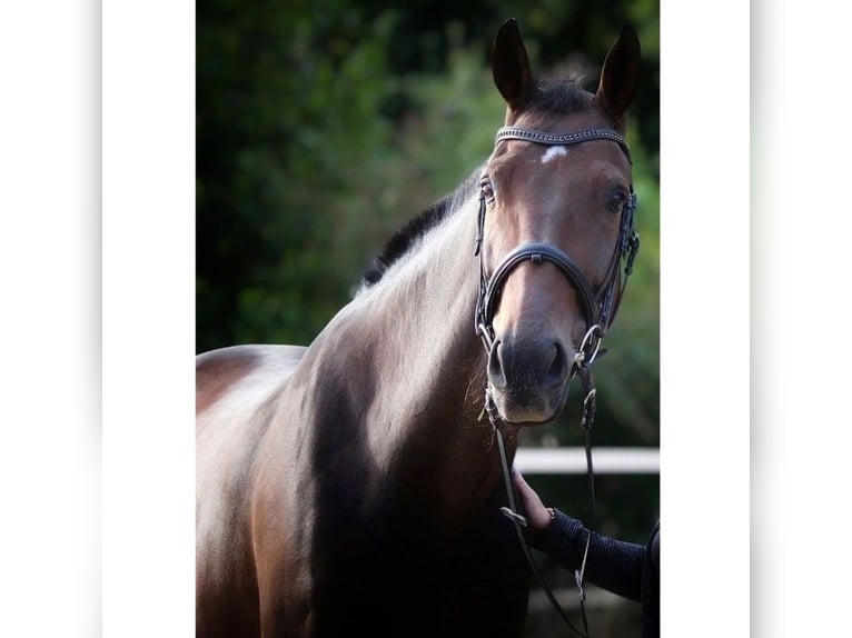 German Riding Horse Gelding 13 years 16.3 hh Bay-Dark in Bottrop
