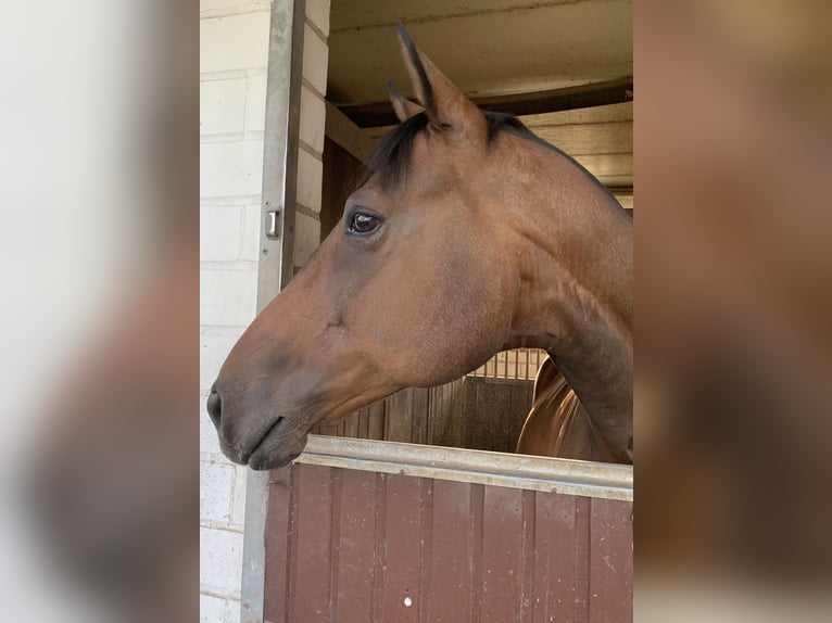 German Riding Horse Gelding 13 years 16 hh Brown in Wanzleben-Börde
