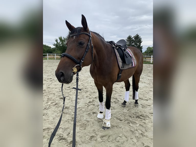 German Riding Horse Gelding 13 years 16 hh Brown in Wanzleben-Börde