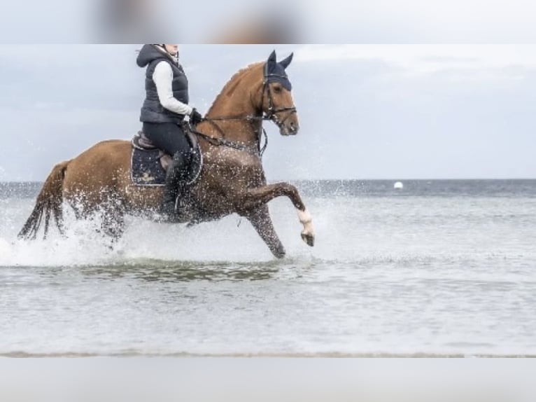 German Riding Horse Gelding 13 years 16 hh Chestnut-Red in Hagenow