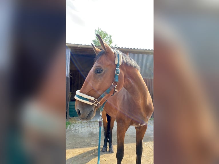 German Riding Horse Gelding 13 years 17,2 hh Brown in Herxheim bei Landau/Pfalz