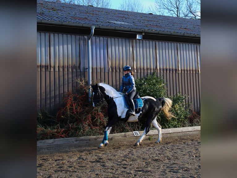 German Riding Horse Mix Gelding 14 years 15,2 hh Pinto in Flensburg