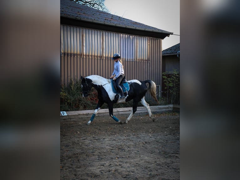 German Riding Horse Mix Gelding 14 years 15,2 hh Pinto in Flensburg