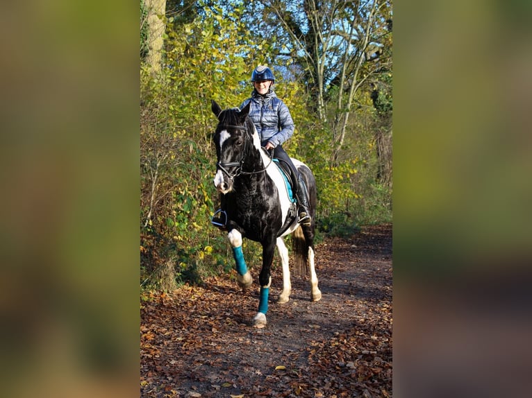 German Riding Horse Mix Gelding 14 years 15,2 hh Pinto in Flensburg