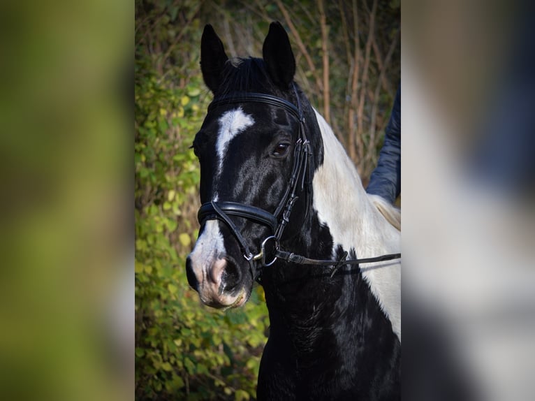 German Riding Horse Mix Gelding 14 years 15,2 hh Pinto in Flensburg