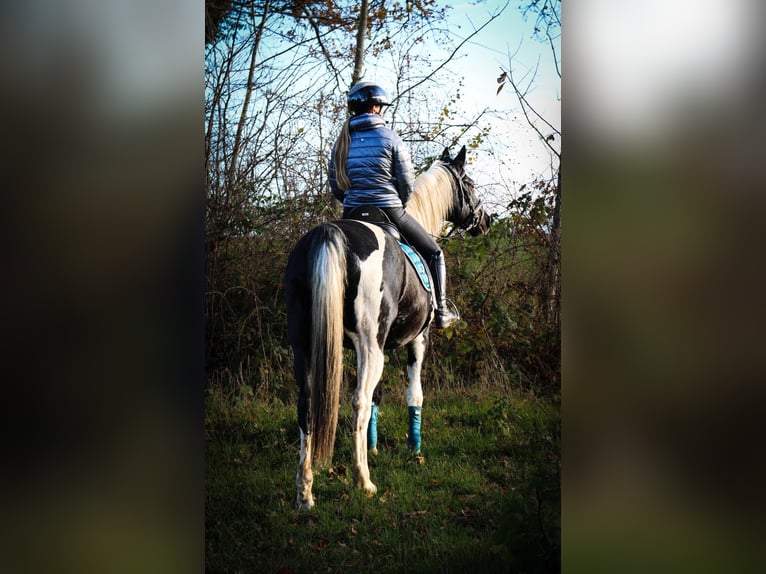 German Riding Horse Mix Gelding 14 years 15,2 hh Pinto in Flensburg