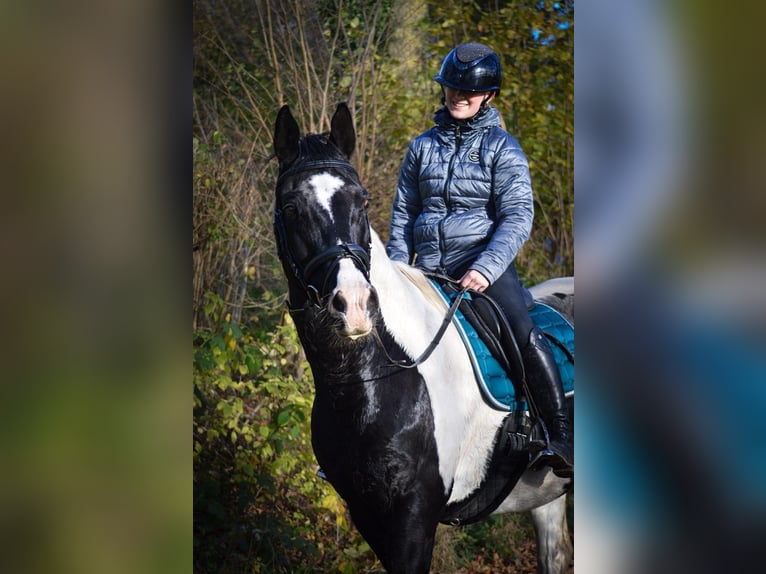 German Riding Horse Mix Gelding 14 years 15,2 hh Pinto in Flensburg