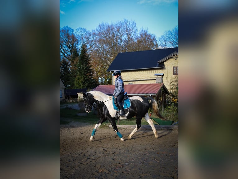 German Riding Horse Mix Gelding 14 years 15,2 hh Pinto in Flensburg