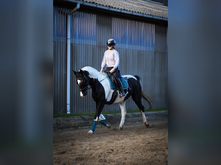 German Riding Horse Mix Gelding 14 years 15,2 hh Pinto in Flensburg