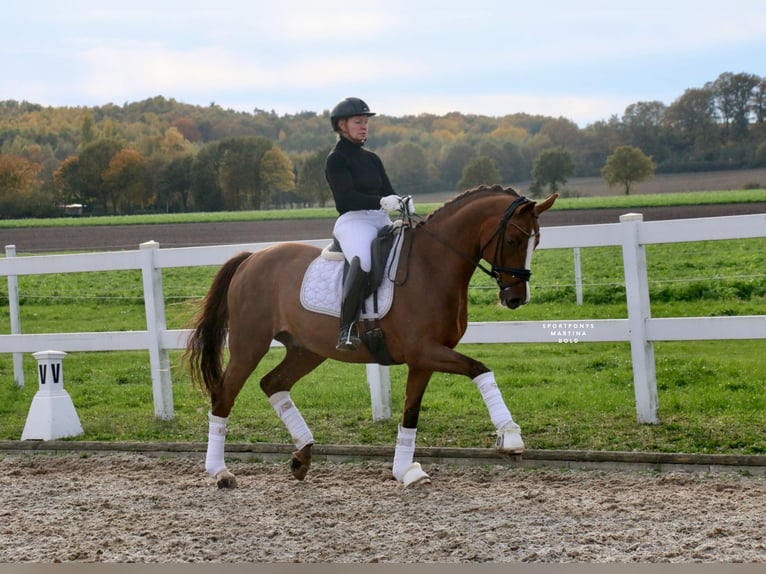 German Riding Horse Gelding 14 years 16 hh Chestnut in Recke, bei Osnabr&#xFC;ck