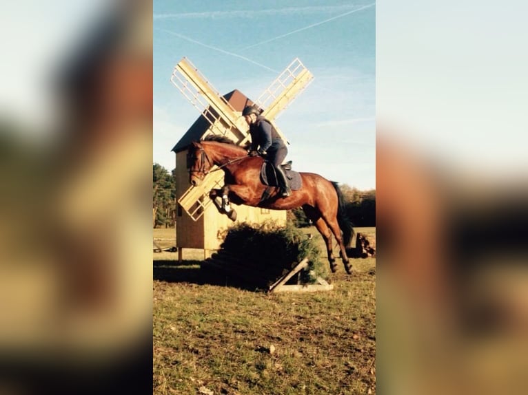 German Riding Horse Gelding 14 years 16,1 hh Brown in Zossen Nunsdorf