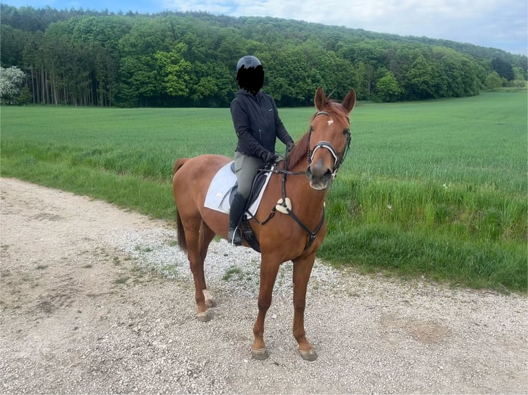 German Riding Horse Gelding 14 years 16,3 hh Chestnut-Red in Neumarkt in der Oberpfalz