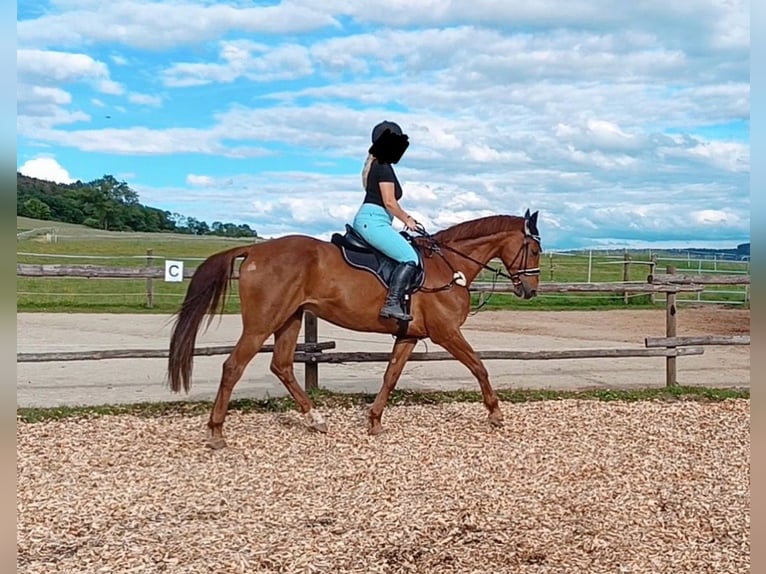 German Riding Horse Gelding 14 years 16,3 hh Chestnut-Red in Neumarkt in der Oberpfalz