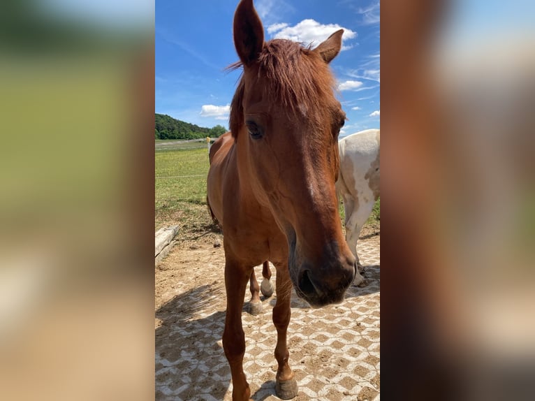 German Riding Horse Gelding 14 years 16,3 hh Chestnut-Red in Neumarkt in der Oberpfalz