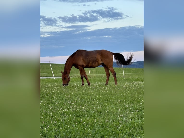 German Riding Horse Gelding 14 years 16,3 hh Chestnut-Red in Neumarkt in der Oberpfalz