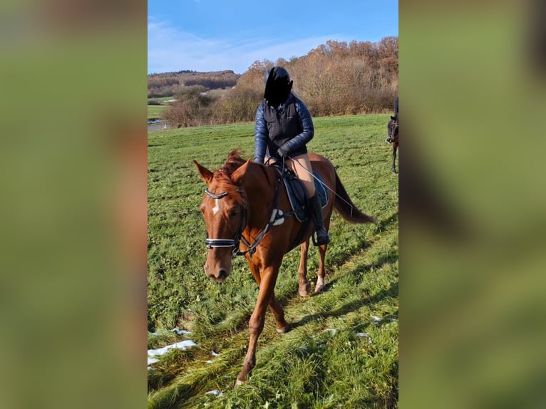 German Riding Horse Gelding 14 years 16,3 hh Chestnut-Red in Neumarkt in der Oberpfalz