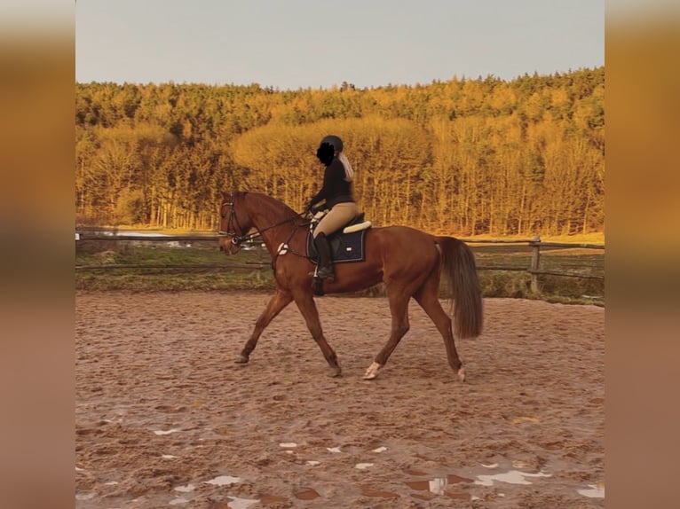 German Riding Horse Gelding 14 years 16,3 hh Chestnut-Red in Neumarkt in der Oberpfalz