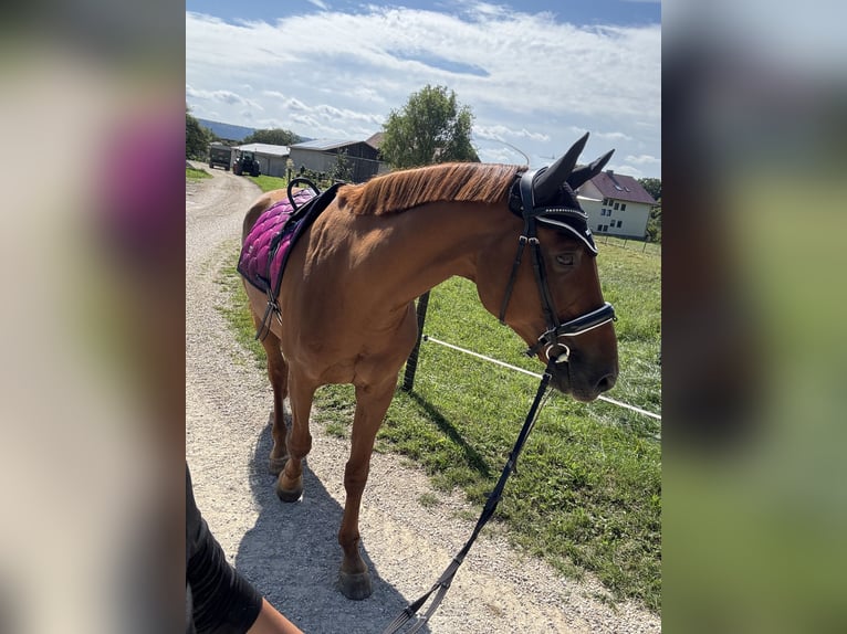 German Riding Horse Gelding 14 years 16,3 hh Chestnut-Red in Neumarkt in der Oberpfalz