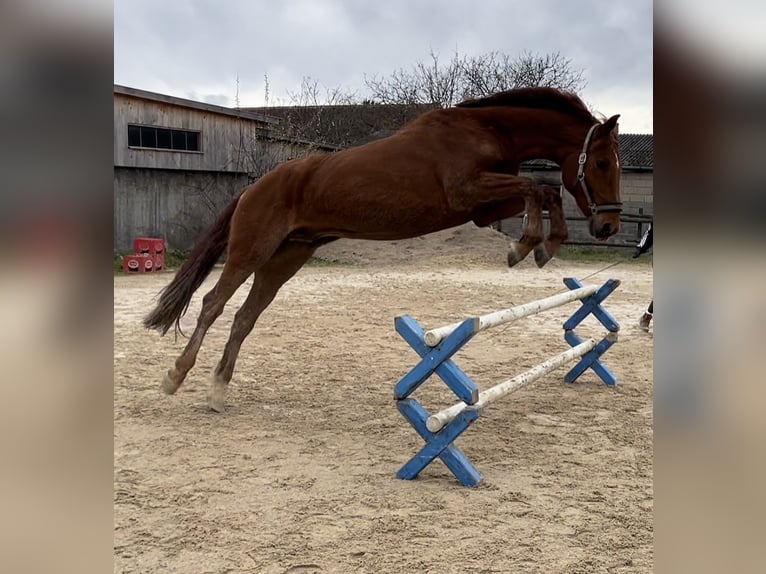 German Riding Horse Gelding 14 years 16,3 hh Chestnut-Red in Neumarkt in der Oberpfalz