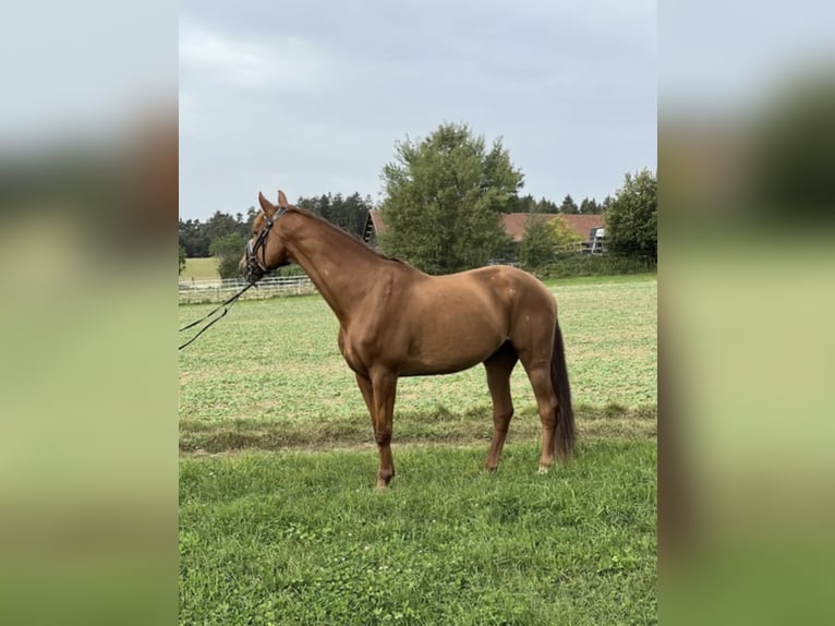 German Riding Horse Gelding 14 years 16,3 hh Chestnut-Red in Neumarkt in der Oberpfalz
