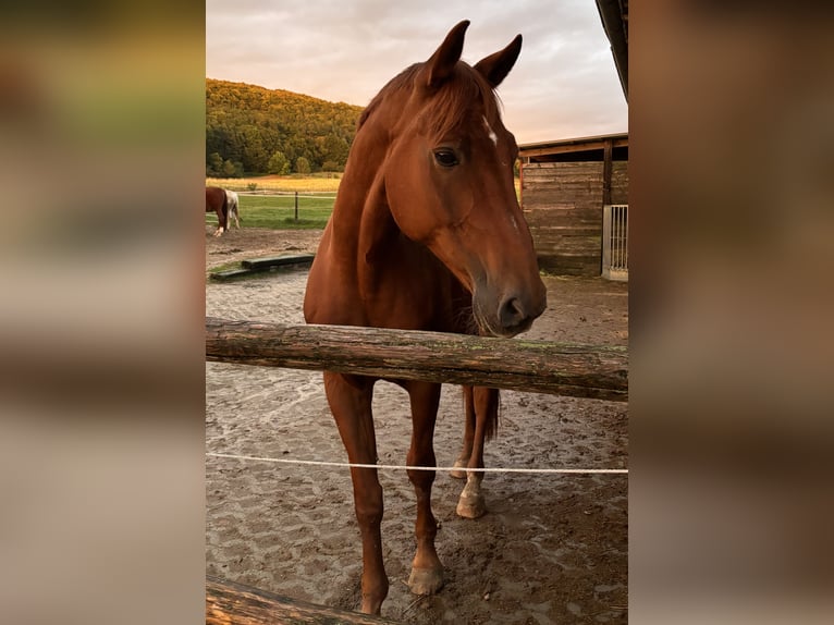 German Riding Horse Gelding 14 years 16,3 hh Chestnut-Red in Neumarkt in der Oberpfalz