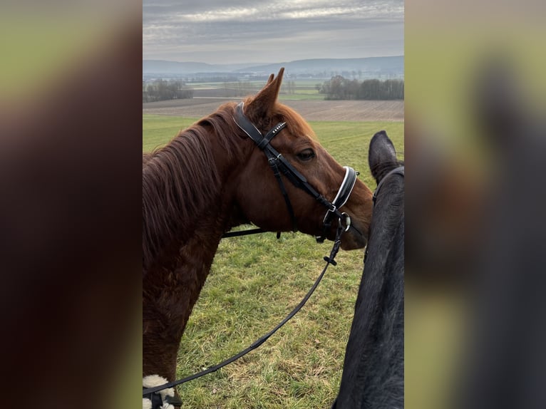 German Riding Horse Gelding 14 years 16,3 hh Chestnut-Red in Neumarkt in der Oberpfalz