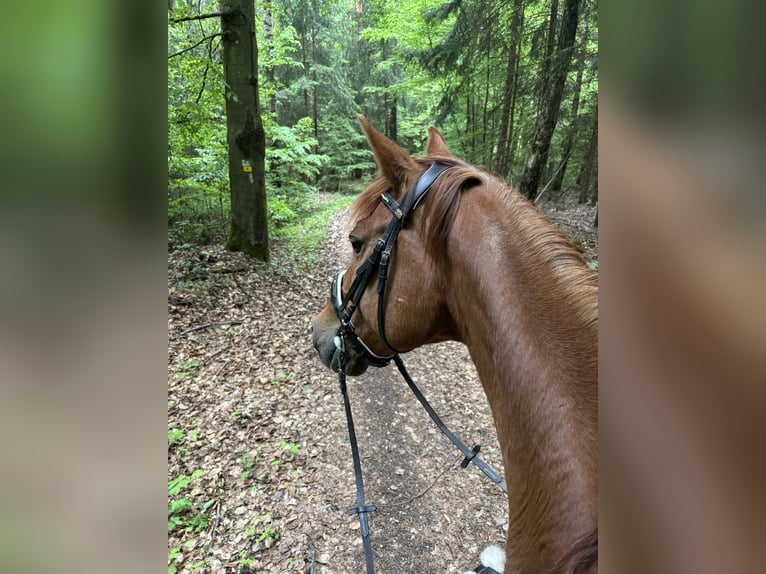 German Riding Horse Gelding 14 years 16,3 hh Chestnut-Red in Neumarkt in der Oberpfalz