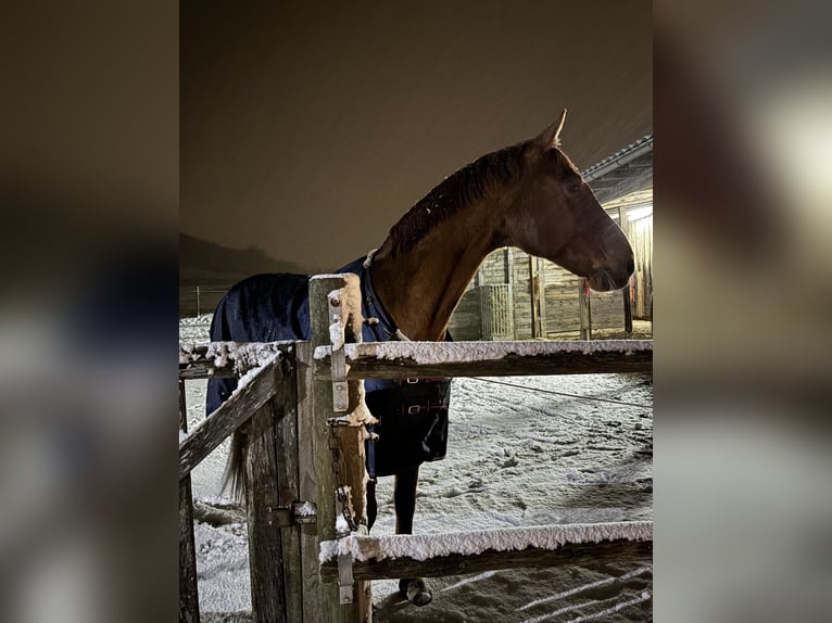 German Riding Horse Gelding 14 years 16,3 hh Chestnut-Red in Neumarkt in der Oberpfalz