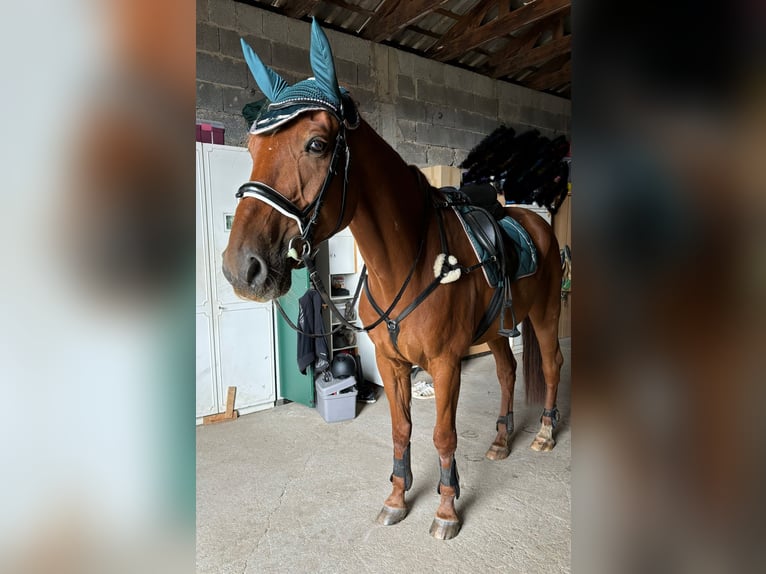 German Riding Horse Gelding 14 years 16,3 hh Chestnut-Red in Neumarkt in der Oberpfalz