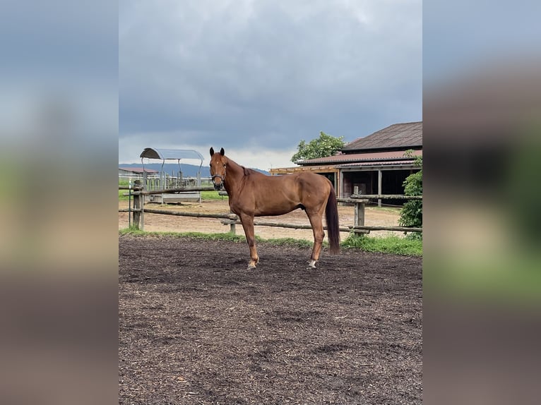 German Riding Horse Gelding 14 years 16,3 hh Chestnut-Red in Neumarkt in der Oberpfalz