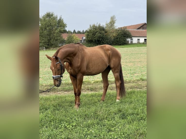German Riding Horse Gelding 14 years 16,3 hh Chestnut-Red in Neumarkt in der Oberpfalz