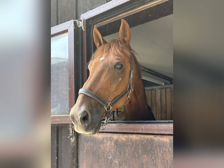 German Riding Horse Gelding 14 years 16,3 hh Chestnut-Red in Neumarkt in der Oberpfalz