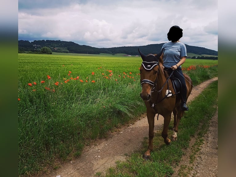 German Riding Horse Gelding 14 years 16,3 hh Chestnut-Red in Neumarkt in der Oberpfalz