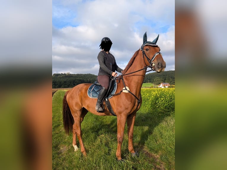 German Riding Horse Gelding 14 years 16,3 hh Chestnut-Red in Neumarkt in der Oberpfalz