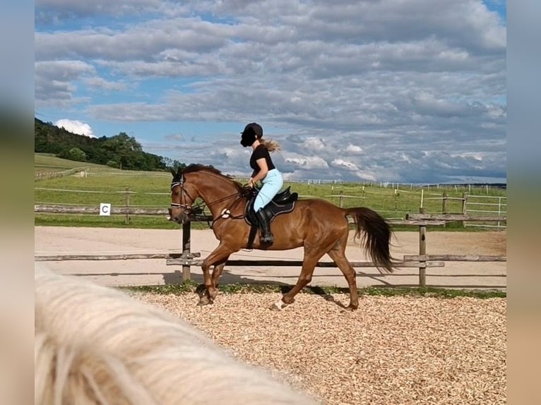 German Riding Horse Gelding 14 years 16,3 hh Chestnut-Red in Neumarkt in der Oberpfalz