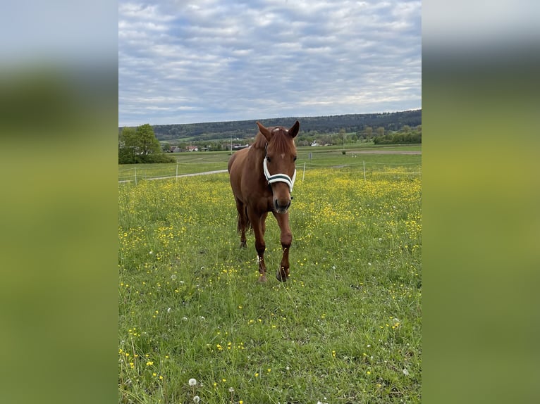 German Riding Horse Gelding 14 years 16,3 hh Chestnut-Red in Neumarkt in der Oberpfalz