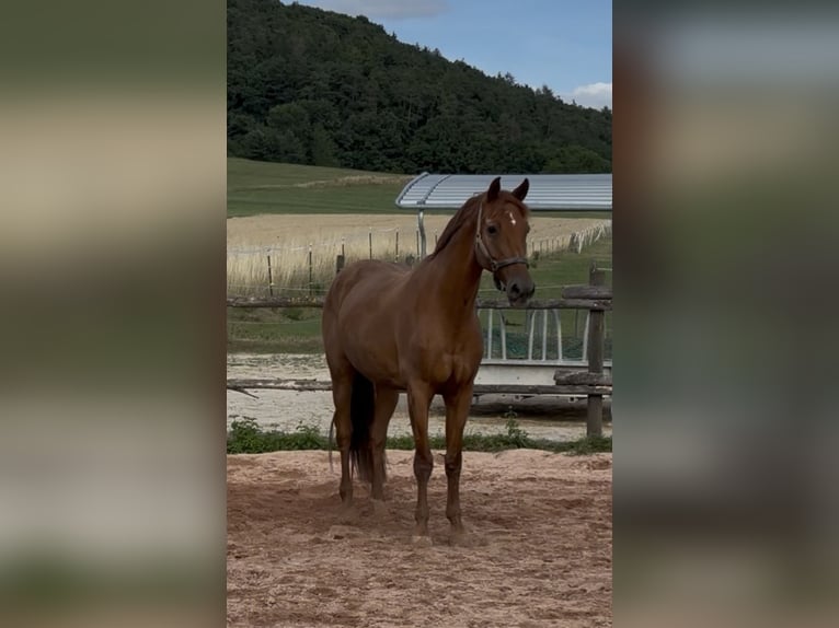 German Riding Horse Gelding 14 years 16,3 hh Chestnut-Red in Neumarkt in der Oberpfalz