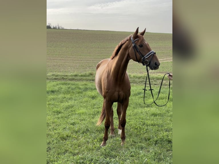 German Riding Horse Gelding 14 years 16,3 hh Chestnut-Red in Neumarkt in der Oberpfalz