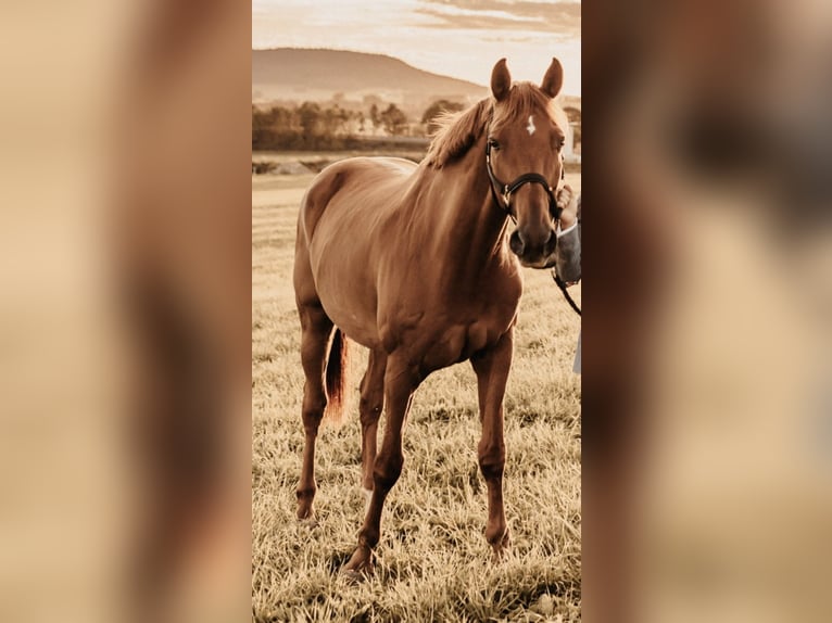German Riding Horse Gelding 14 years 16,3 hh Chestnut-Red in Neumarkt in der Oberpfalz German Riding Horse Gelding 14 years 16,3 hh Chestnut-Red in Neumarkt in der Oberpfalz