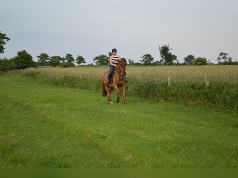 German Riding Horse Gelding 14 years 18 hh Chestnut-Red in Sollerup