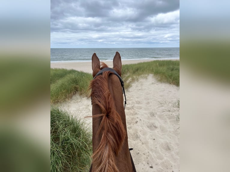 German Riding Horse Gelding 14 years 18 hh Chestnut-Red in Sollerup