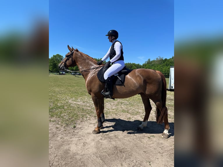 German Riding Horse Gelding 14 years 18 hh Chestnut-Red in Sollerup