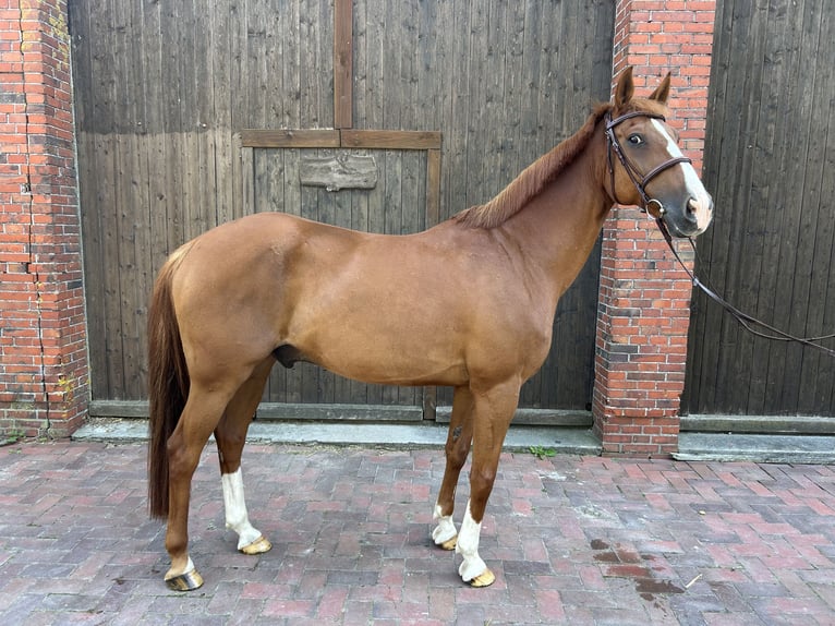 German Riding Horse Gelding 15 years 15,2 hh Chestnut-Red in Moormerland