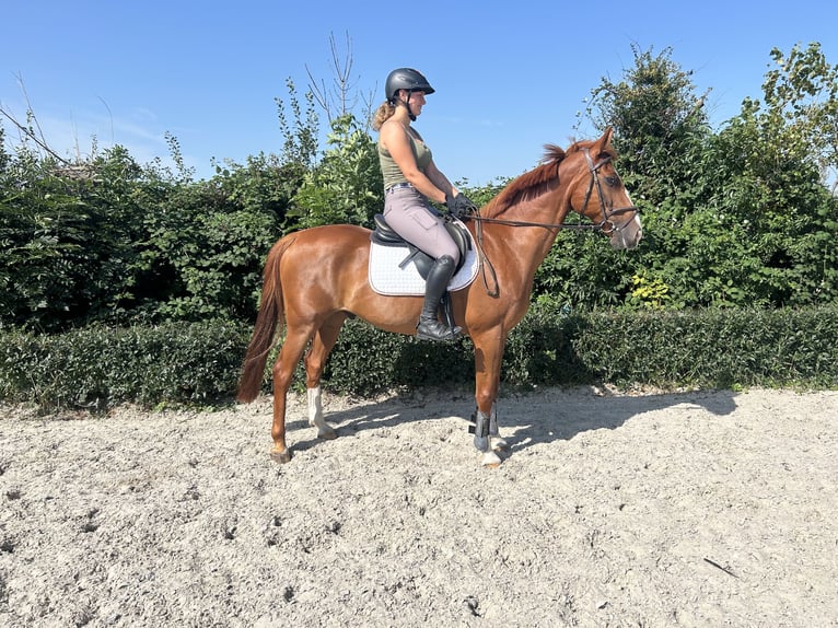 German Riding Horse Gelding 15 years 15,2 hh Chestnut-Red in Moormerland