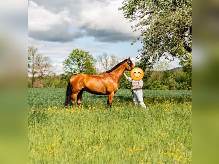 German Riding Horse Gelding 15 years 16.1 hh Brown in Illingen