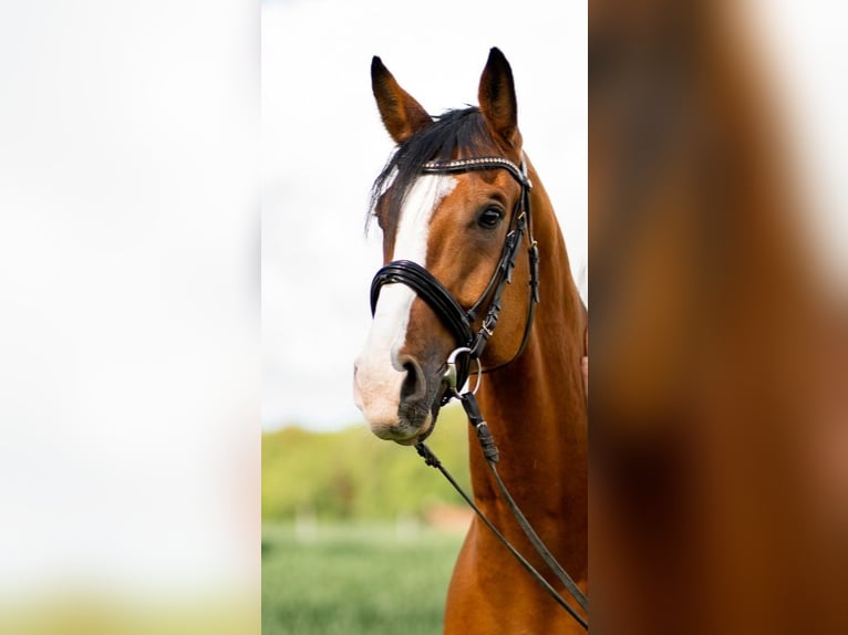 German Riding Horse Gelding 15 years 16.1 hh Brown in Illingen