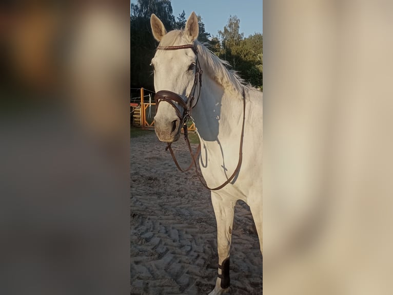 German Riding Horse Gelding 15 years 16,2 hh Gray in Eimersleben